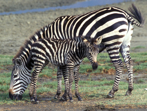 baby zebra with its mother Tanzania (East Africa)