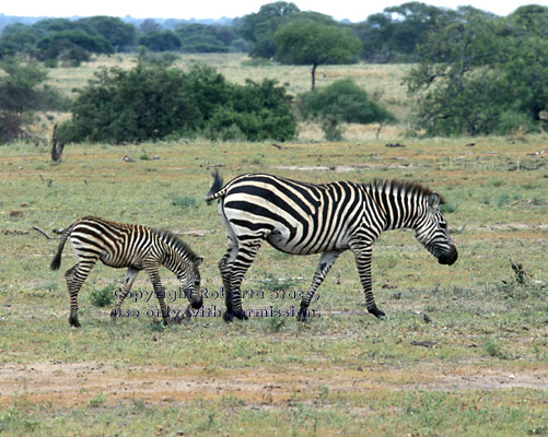 baby zebra following its mother Tanzania (East Africa)