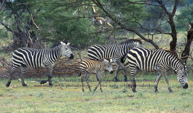 baby zebra and three adults Tanzania (East Africa)