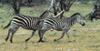 two zebras running Tanzania (East Africa)