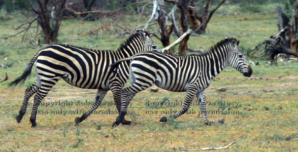 two zebras running Tanzania (East Africa)