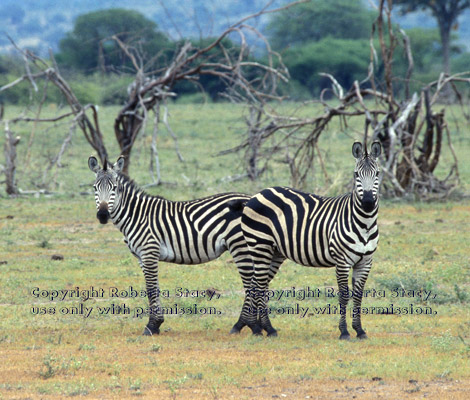 two zebras running Tanzania (East Africa)