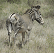 Grevy's zebra