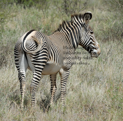 Grevy's zebra