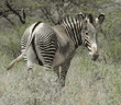 Grevy's zebra