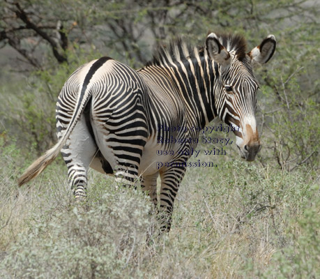 Grevy's zebra