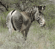 Grevy's zebra