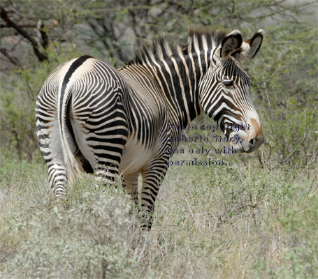 Grevy's zebra