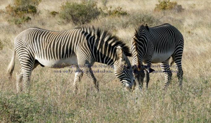 Grevy's zebras