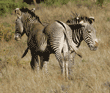 Grevy's zebras