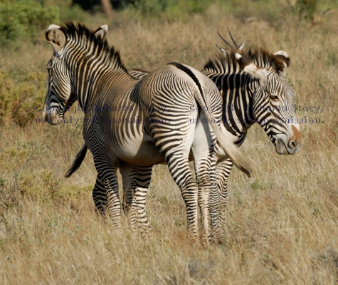 Grevy's zebras