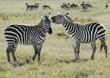 two common zebras