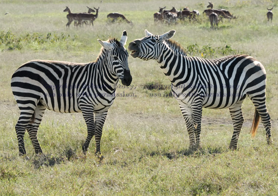 two common zebras