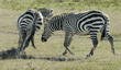 two common zebras running at play