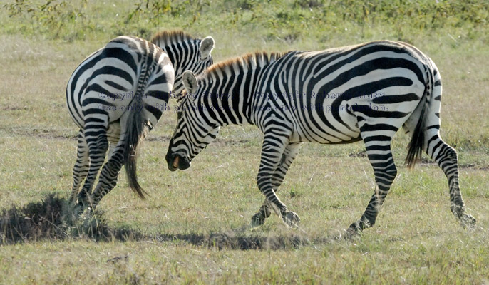 two common zebras running at play