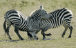 two common zebras running at play