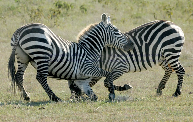 two common zebras running at play