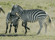 two common zebras at play