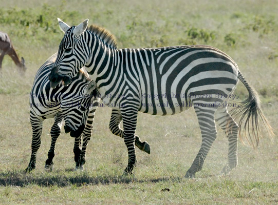 two common zebras at play