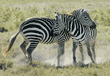 two playing common zebras