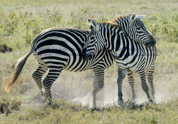 two playing common zebras