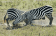 two play-fighting common zebras