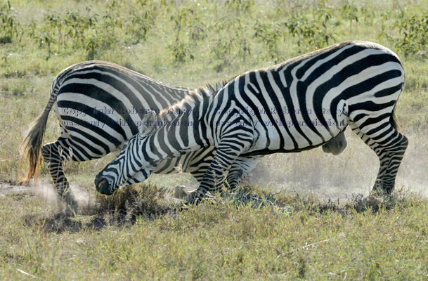 two play-fighting common zebras