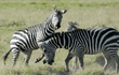 common zebras play-fighting