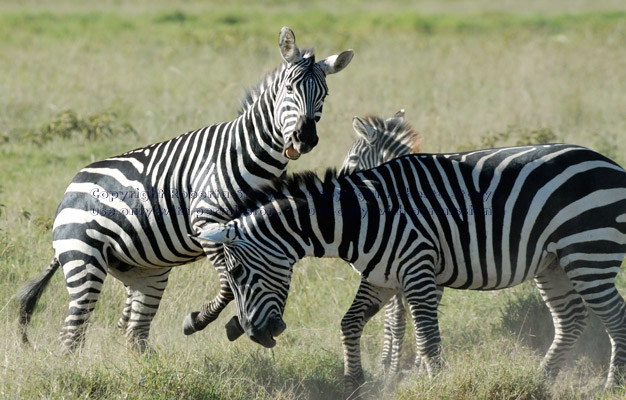 common zebras play-fighting