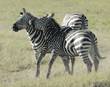 common zebras play-fighting