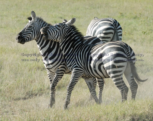 common zebras play-fighting