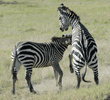 common zebras play-fighting