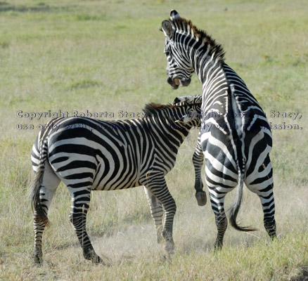 common zebras play-fighting