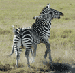 play-fighting common zebras