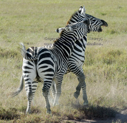 play-fighting common zebras