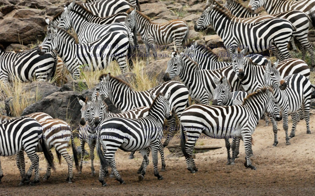 group of common zebras