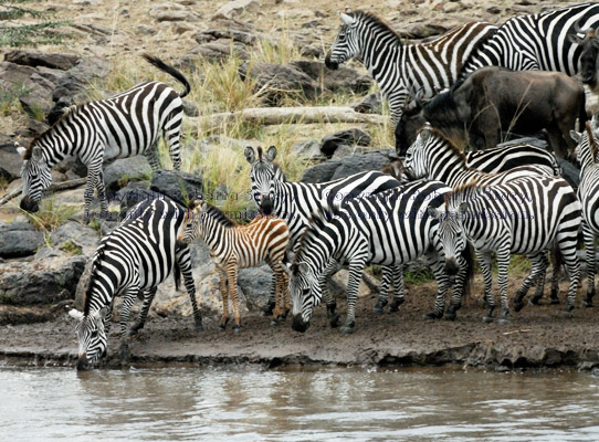 common zebras at edge of Mara River