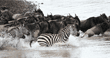 common zebras crossing Mara River with wildebeests