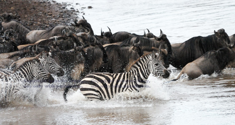 common zebras crossing Mara River with wildebeests