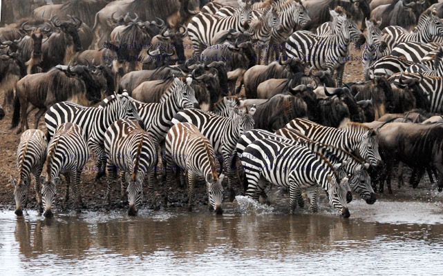 common zebras drinking at Mara River