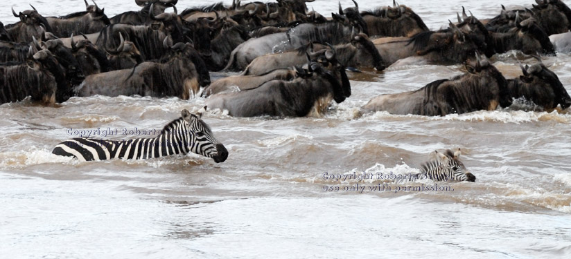 common zebras crossing Mara River with wildebeests