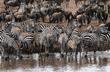 common zebras drinking and standing at river's edge