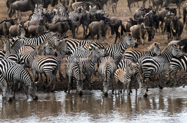 common zebras drinking and standing at river's edge