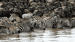 common zebras crossing river with wildebeets