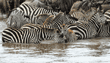 common zebras standing in river