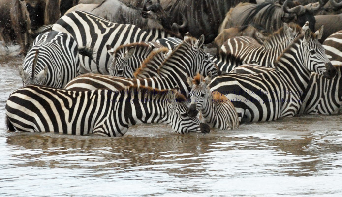 common zebras standing in river