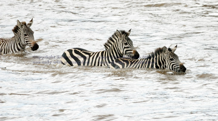 river crossing: common zebras crossing Mara River