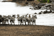 common zebras watching wildebeests cross Mara River