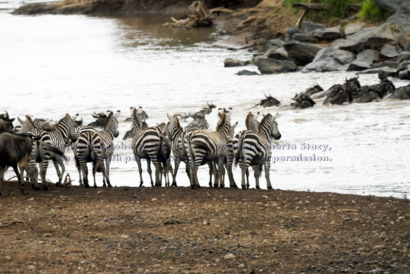 common zebras watching wildebeests cross Mara River