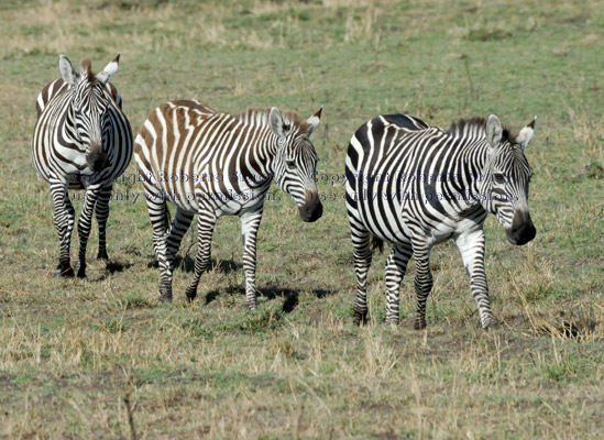 three common zebras walking